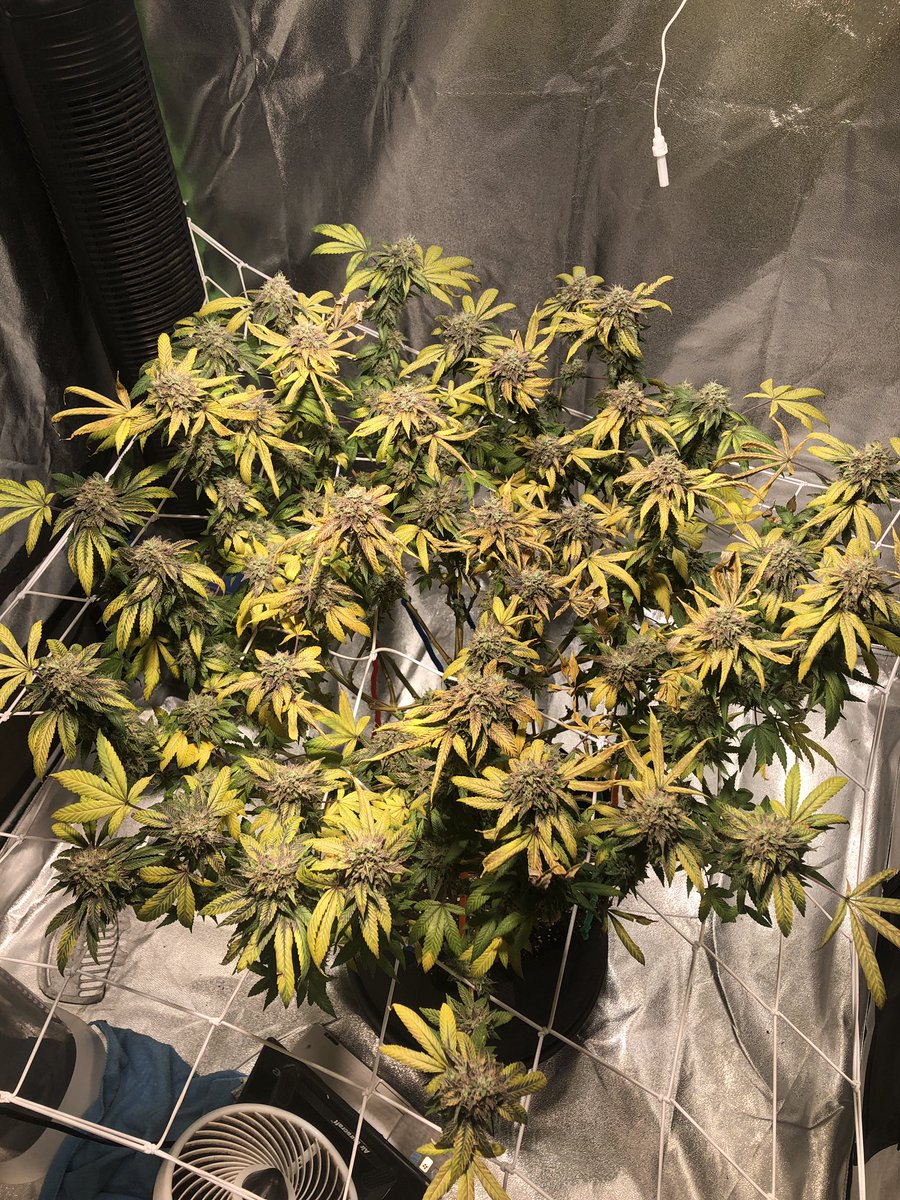 bradm_92's tweet photo. The pink deathstar is finally ready for harvest and man the colours in her are simply amazing 😍😍 https://t.co/GeT122bJId