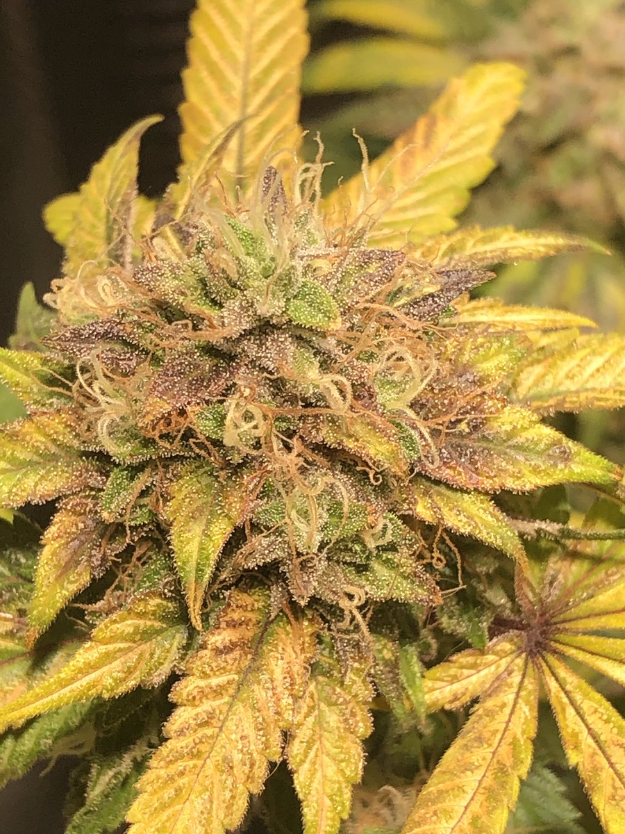 bradm_92's tweet photo. The pink deathstar is finally ready for harvest and man the colours in her are simply amazing 😍😍 https://t.co/GeT122bJId