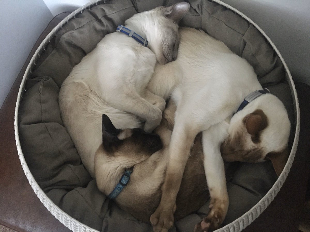 Diablo_Siamese's tweet image. #SiameseTangleTwister #SnugAsABug #TheSiamigos @jolenehunter #CatsOfTwitter #CatsOfTheQuarantine 😈#catsofinstagram