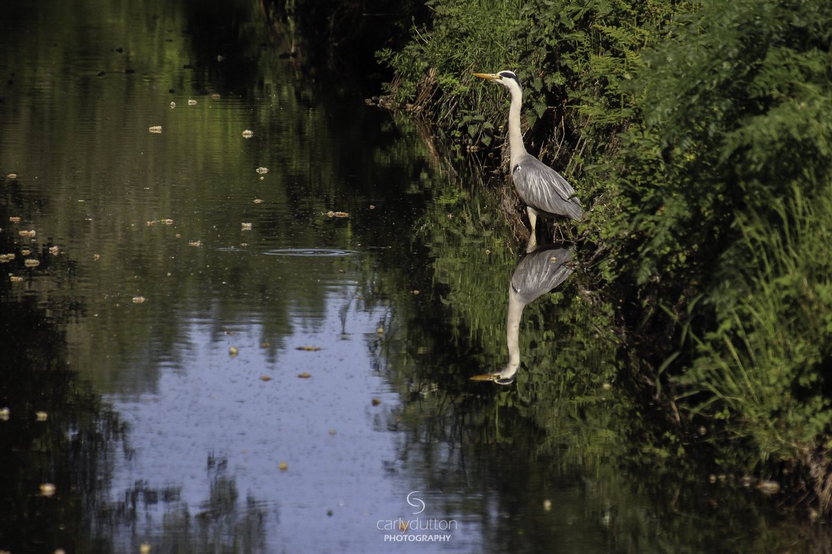carlyd1101's tweet photo. A Moment of Reflection - RSPB Ham Wall, Glastonbury (@Natures_Voice )

#heron #bird #reflection #rspb #hamwall #wetland #naturereserve #nature #naturephotography #wildlife #wildlifephotography  #photography #glastonbury #meare #ashcott #somerset #england #southwest #uk https://t.co/vBa6HeboL4