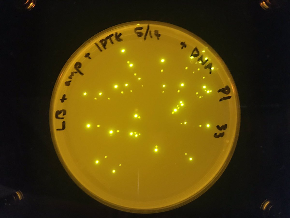 twomicroliters's tweet photo. But huzzah! I had some extra plates (only w amp. + IPTG) so I tried again. Not bad for a #shedlab #transformation #experiment. A nice way to end our #distancelearning. Thanks @edvotek and @kellybarford1 for the troubleshooting! https://t.co/sRFW3X7unS
