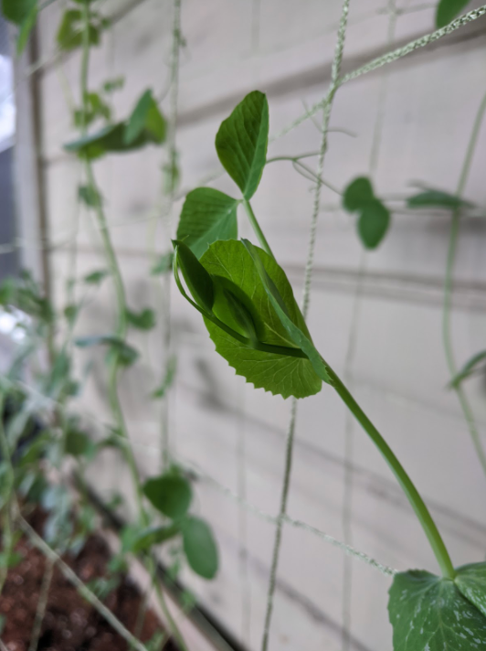 Peas are growing strong with the first signs of flowers emerging. So excited for fresh, homegrown snap peas to enjoy #peasofinstagram #STEM #growtogether #talesofgardening