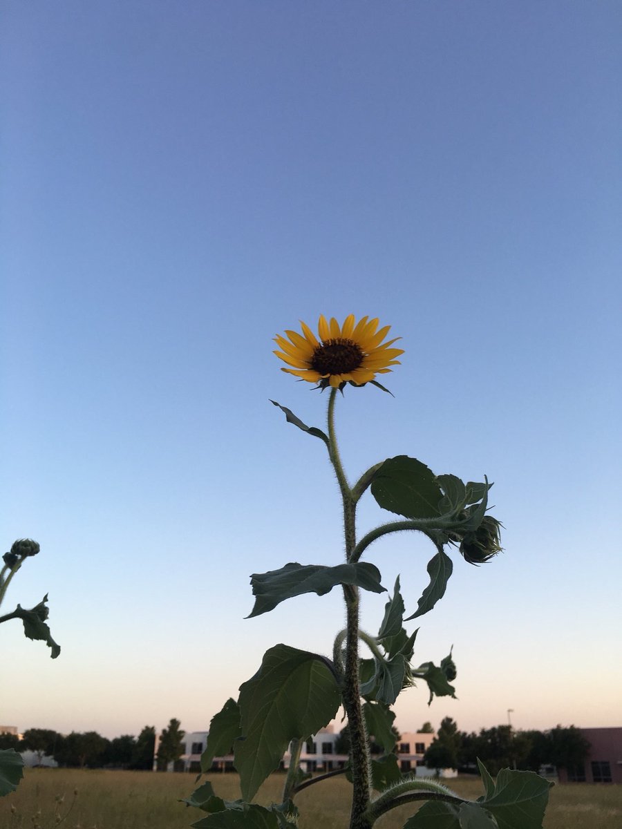 sunflowerlust's tweet photo. Sunflowers steal my heart every time💛 https://t.co/gi63oyV8gt