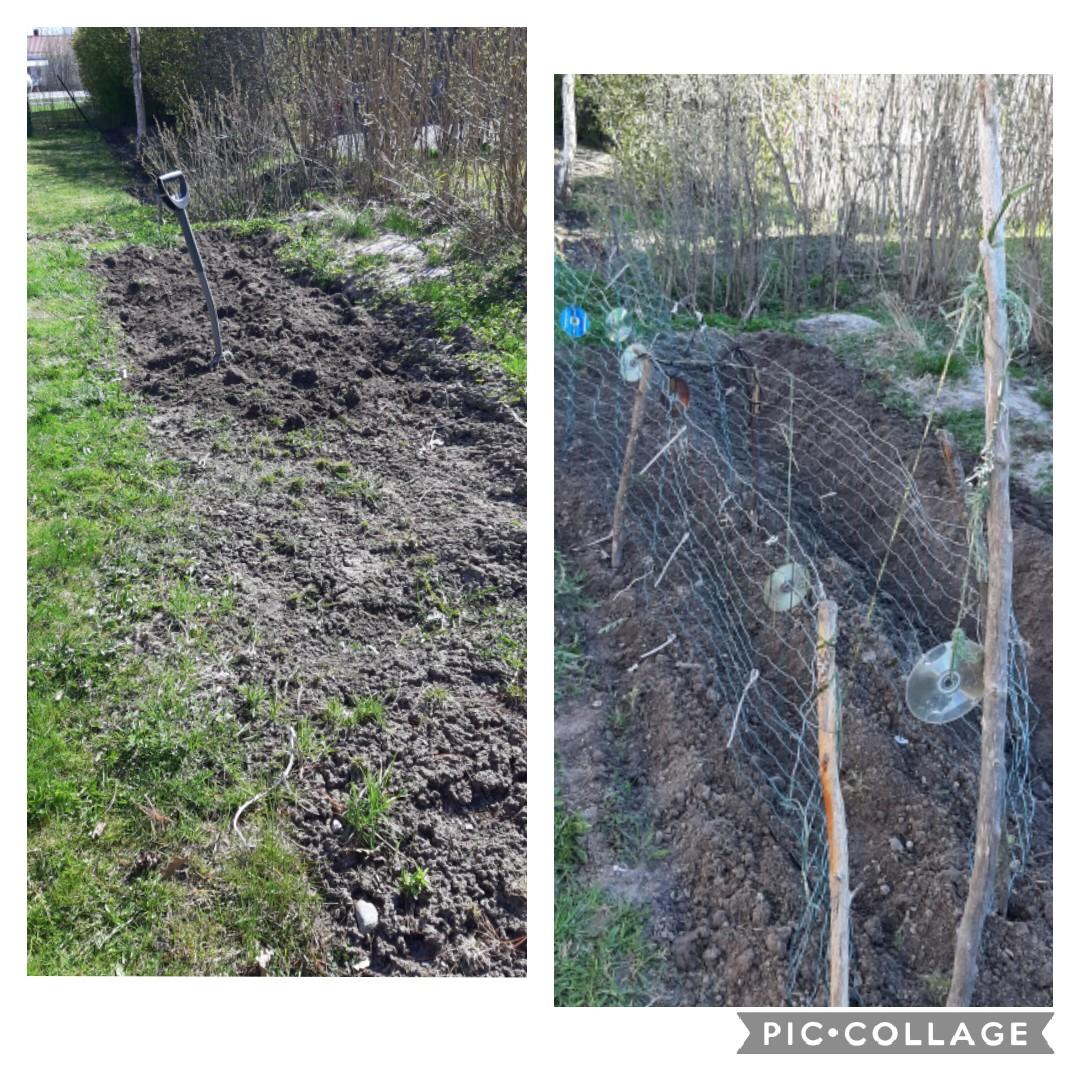 Kasvimaan kääntö. Rivi perunaa ja hernettä kaksi. Cd- levyt pelottelee fasaanit syömästä herneet. Syksyä odotellessa 🌱