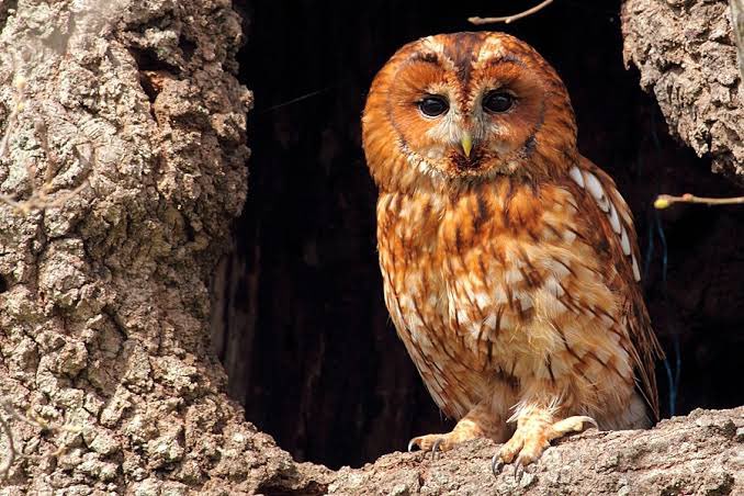 vasak34's tweet photo. Alaca Baykuş (Strix aluco), iğne yapraklı ormanların başlıca türlerinden biri olup ülkemizin çoğu bölgesinde görülmektedir. Genellikle nokturnal(gece aktif bir şekilde avlanmakta) olan bu canlıların ana besin maddesini vahşi doğada fareler,kurbağalar,böcekler... https://t.co/XyFoBMimtY