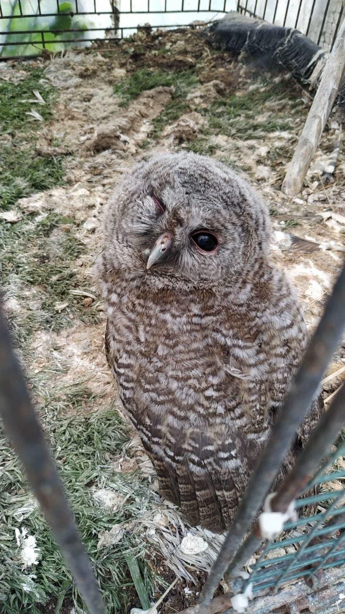 vasak34's tweet photo. 5-Bilgilendirme: Bacağı ampute olmadığı için bizleri selamlayan ve doğaya dönmek için sabırsız olan Alaca Baykuşumuz. https://t.co/iYAJEHXek4