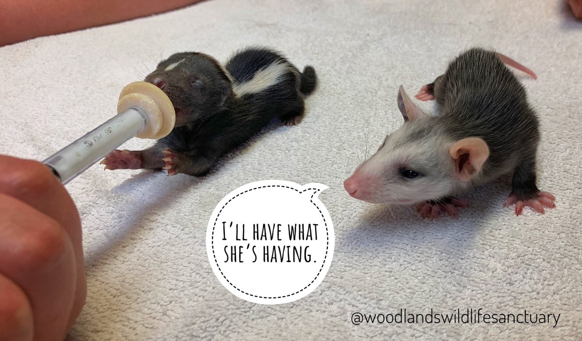 WWSanctuary's tweet photo. When the babies discover their sense of humour... https://t.co/Z6xEQEuf4o