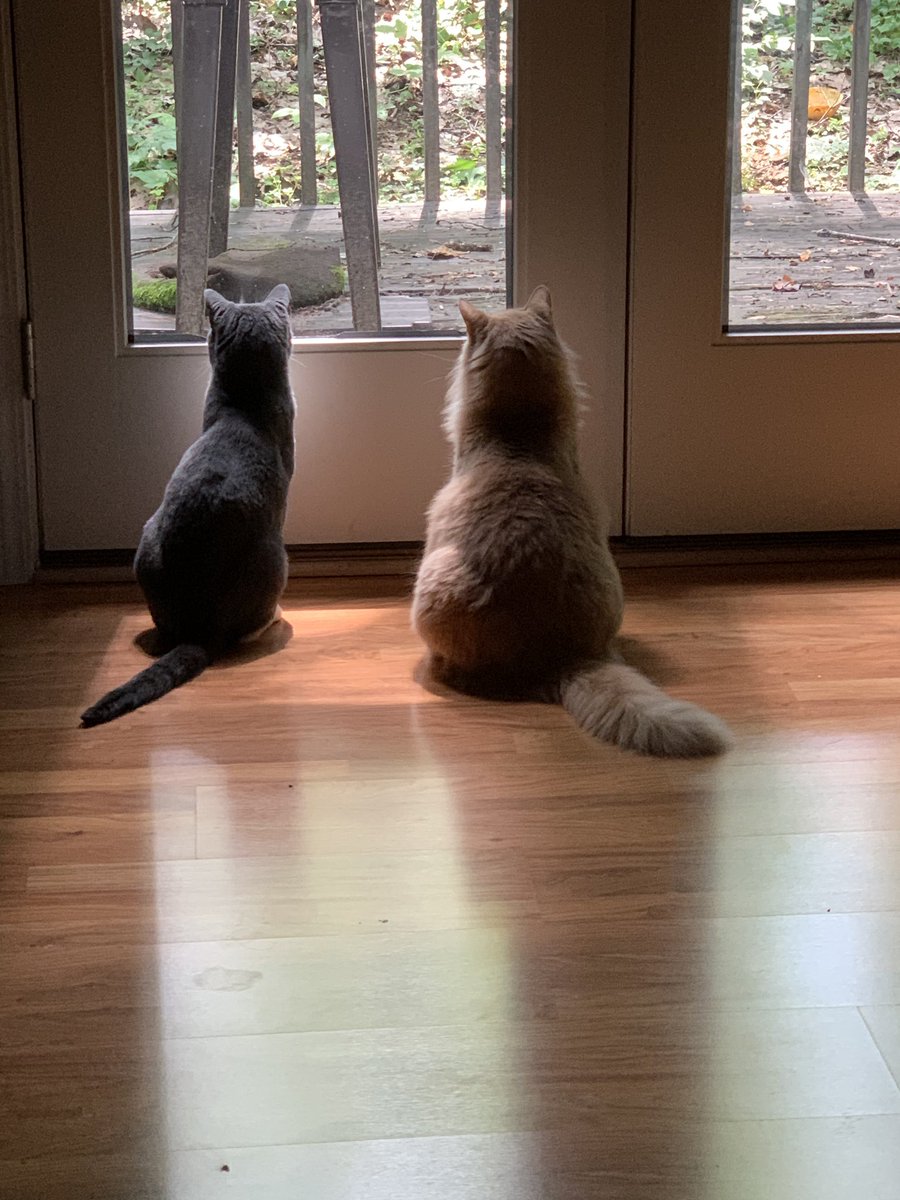 thebiggestfloof's tweet photo. mine brothre was loking out da windoe and i was liek "wot do u see brotre????" https://t.co/CkvGoS91GK