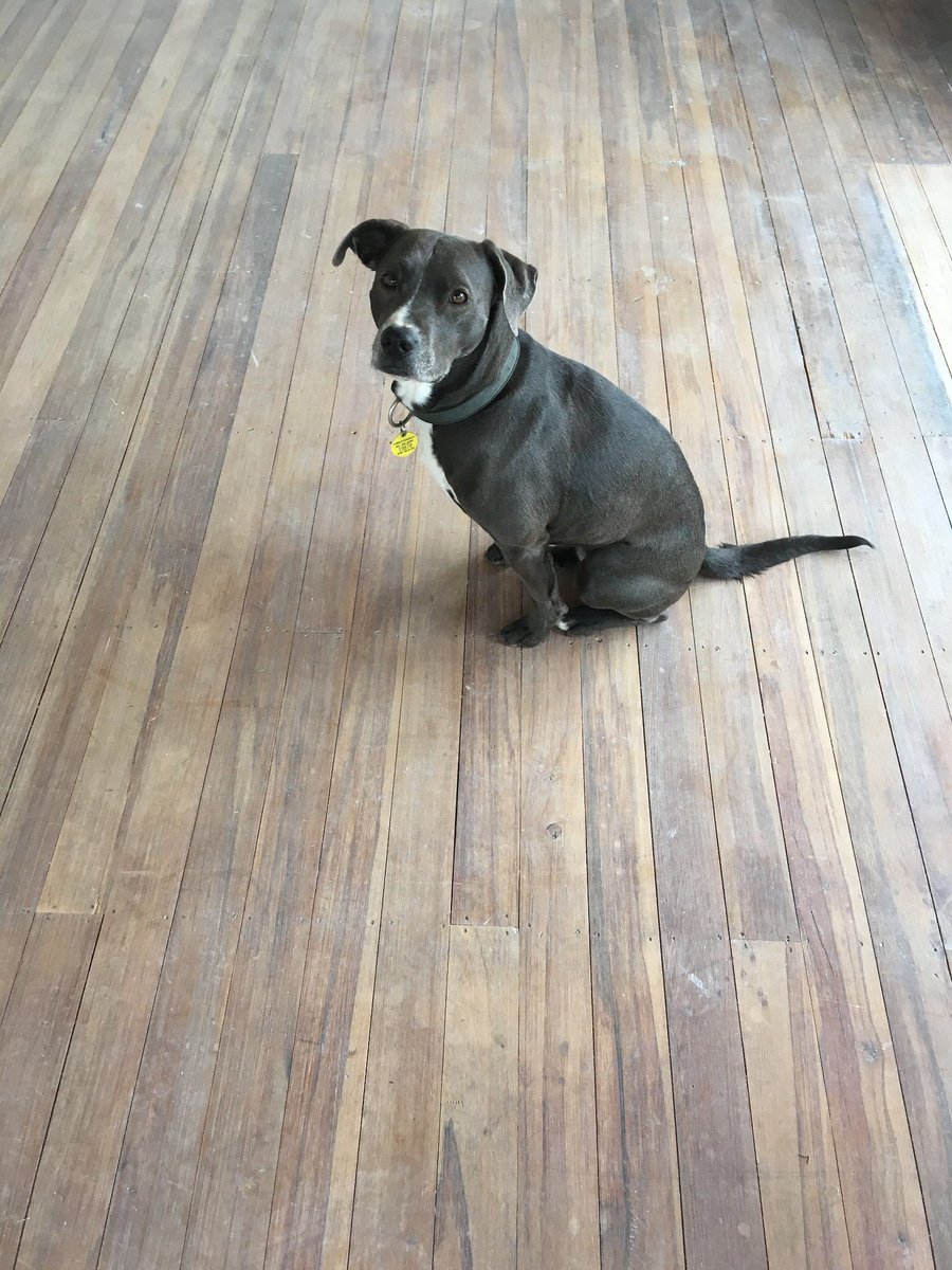 Baresyy2's tweet photo. @KevinMKruse Our 6yo pitbull/ whippet cross, Lily. She’s an SPCA rescue and has the most beautiful personality, loves to run fast and is a cuddle glutton. I expect your beautiful pup will bring you just as much joy. #pippet https://t.co/6ThBsVulwH