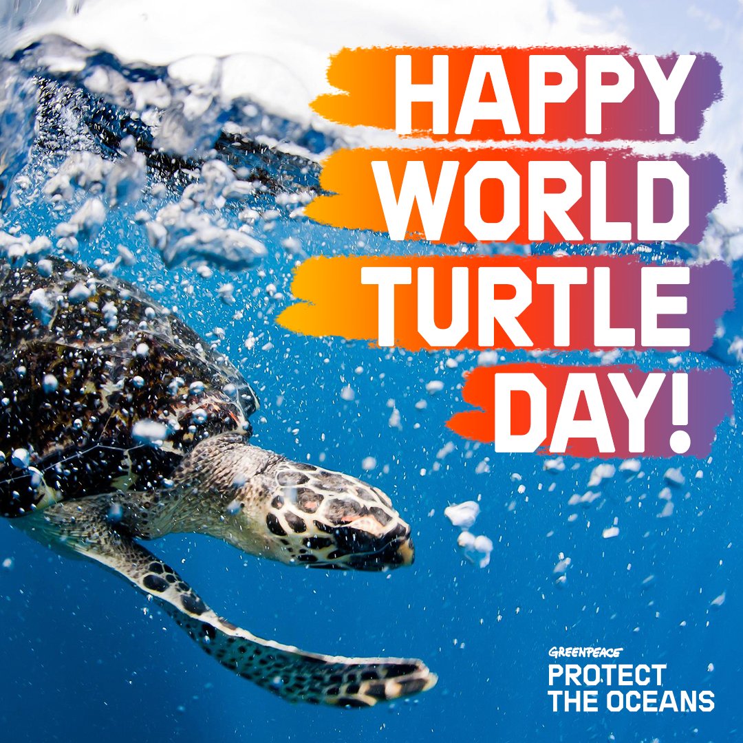 Greenpeace It S World Turtle Day These Ancient Creatures Once Shared The Planet With Dinosaurs But Now Sea Turtles Need Our Help Sign The Petition To Protecttheoceans T Co Jch2kuovqb Worldturtleday