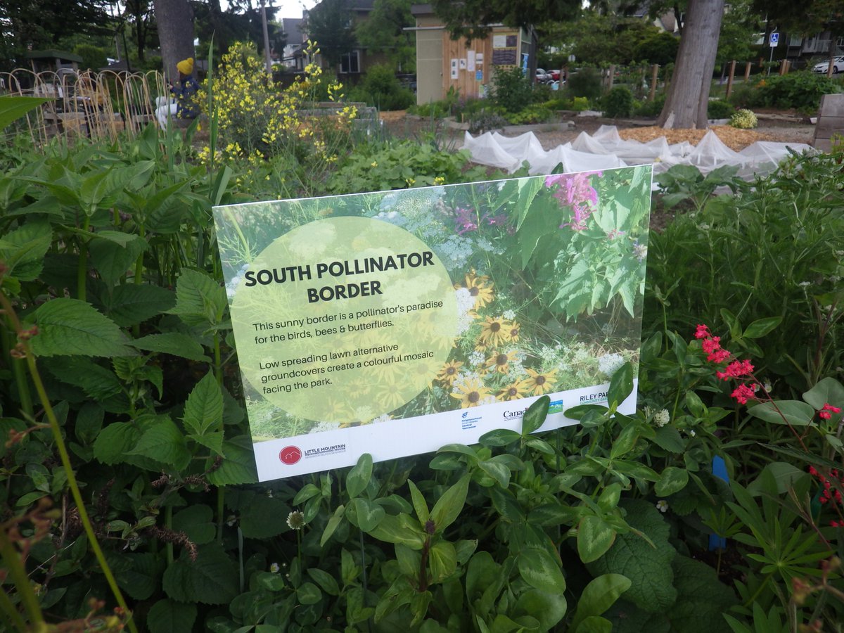 zucchinibeemama's tweet photo. If all community gardens can grow perennial pollinator borders it will really help boost urban biodiversity. Growing annual food plants is not enough. In order to feed humans, we need to feed native pollinators too. #victorygardensforbees #rileyparkcommunitygarden https://t.co/JSNtOl5lAB