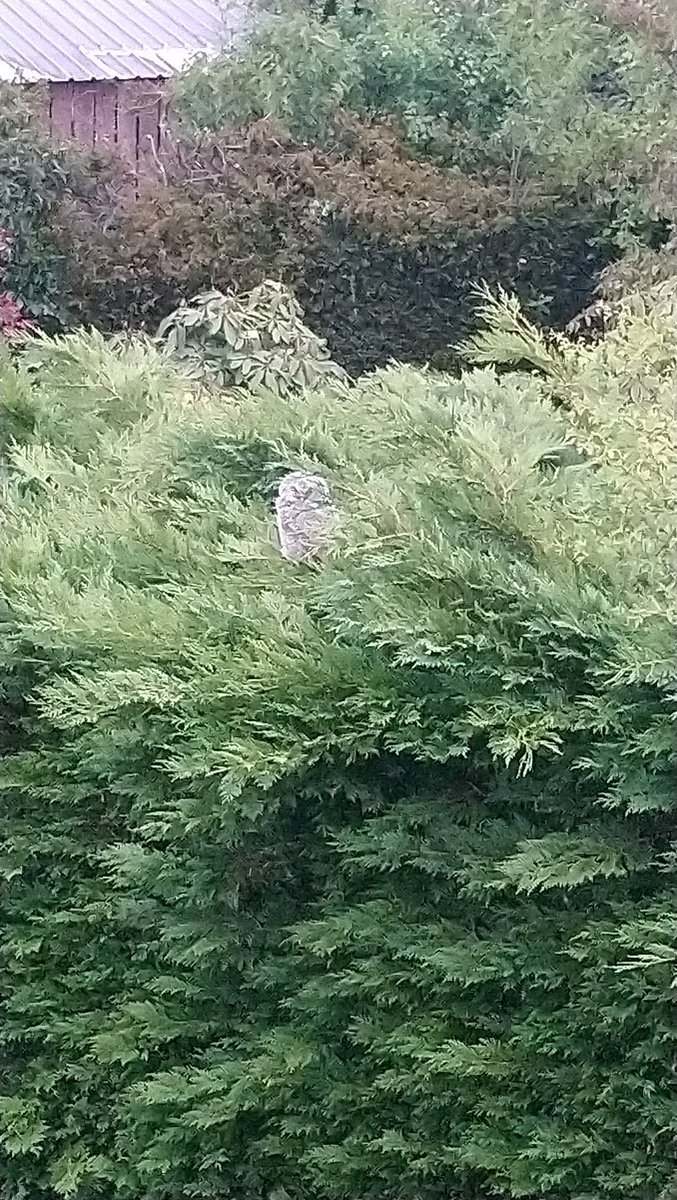 #update two of the baby owls have flown the nest one remaining in the nest, am learning a bit about these guys, apparently the parents continue to feed them all