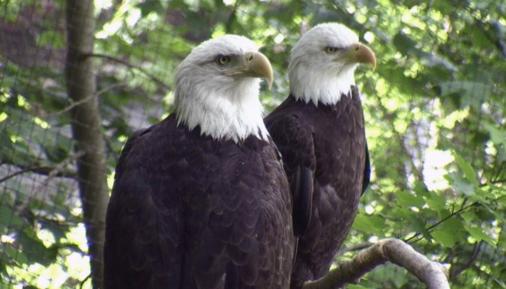 MrsMatelsky's tweet photo. @j6m8 The lesson of two eagles https://t.co/3NE9rwfTdj