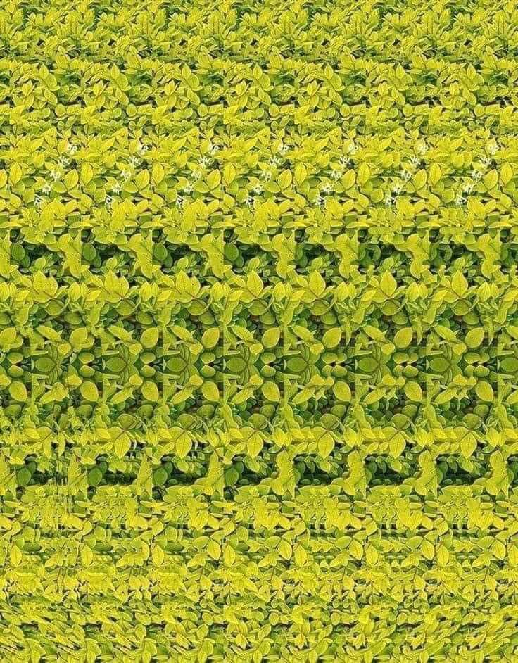Addison73Sarah's tweet image. Put your nose to the middle of the picture and move slowly away.  Amazing 😍 #weird #brainplayingtricks #whoknew