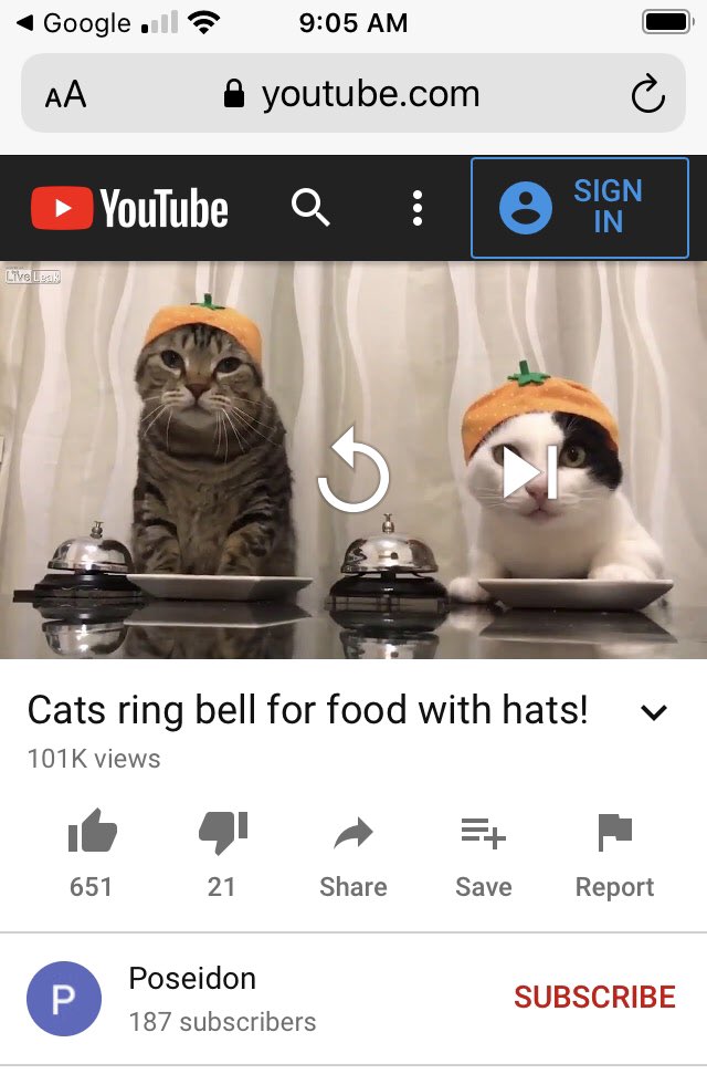 Amy Meadows tweet media