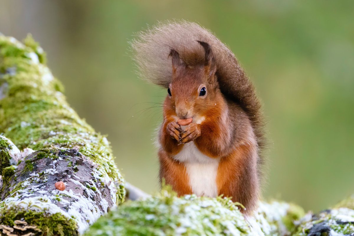 chrisrabephoto's tweet photo. Was so delighted when i finally got to see my first red squirrel on a great but short trip to Scotland. And a bit of light snow to boot. I wish they were all over! #wildlife #wildlifephotography #nature #naturephotography #wildlifememory #squirrel https://t.co/1YwqNvdUSH