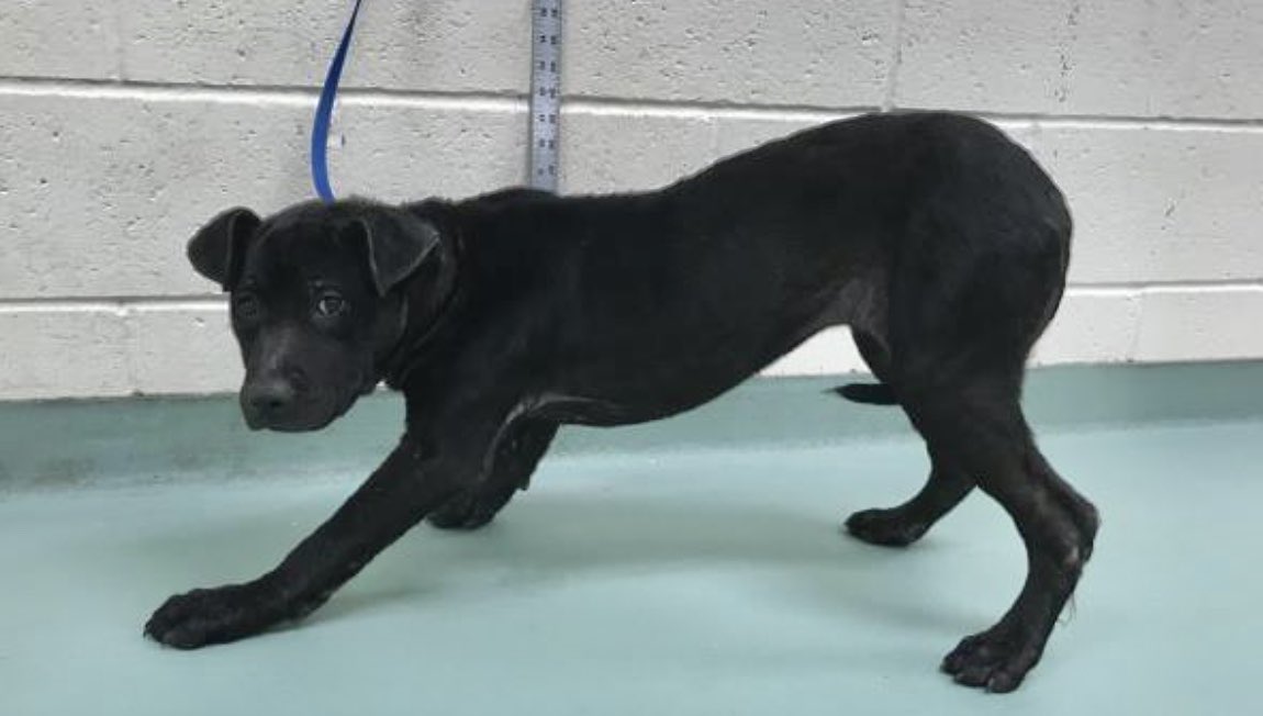#TN #MEMPHIS
🆘🆘6 MONTH OLD PUPPIES-BOTH TESTED POSITIVE 4 PARVO Persephone &amp; Alectrona are v.timid &amp; need 2leave shelter NOW! HAVE RESCUE INTEREST BUT NO PLEDGES 2HELP THEM!Pls #PLEDGE &amp; let’s get them to safety! #A322928 #A322929
facebook.com/18216482414803…
facebook.com/18216482414803…