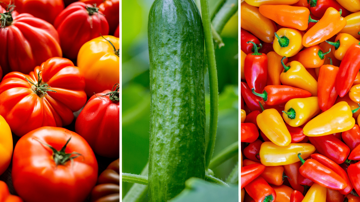 DelFrescoPure's tweet photo. Our goal is to make sure that you always have the highest quality produce available. Everything from Heirloom Tomatoes, Mini Crunchers Cucumbers &amp; Sweetreats Mini Peppers. 

#MiniPeppers #Sweetreats #HeirloomTomatoes #MiniCucumbers #GreenhouseGrown #DelFrescoPure #AvailableNow https://t.co/on1n8PVW2z