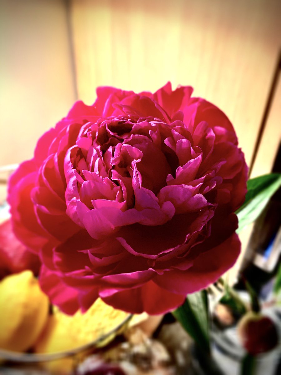 PhotoLovell's tweet photo. Flowers and photography
They go quite nicely together
#flowtography #flowers https://t.co/I7n4h8i6xa