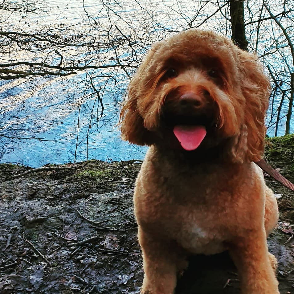lyndos's tweet photo. @BootstrapCook Hiya tongue out ready for food ! https://t.co/NaXgu44KIH