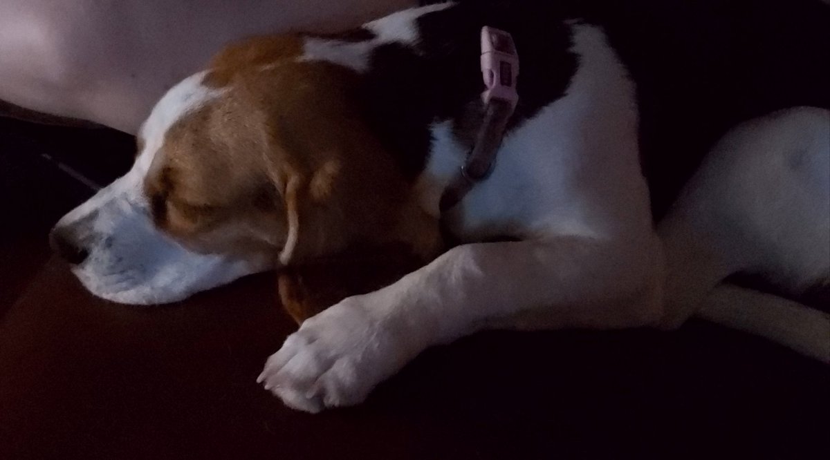 StarTheBeagle's tweet photo. Relaxing with the TV after my dinner mmm xx
#beagle #pupdate #dogsoftwitter #cute https://t.co/dOkCH4IThQ