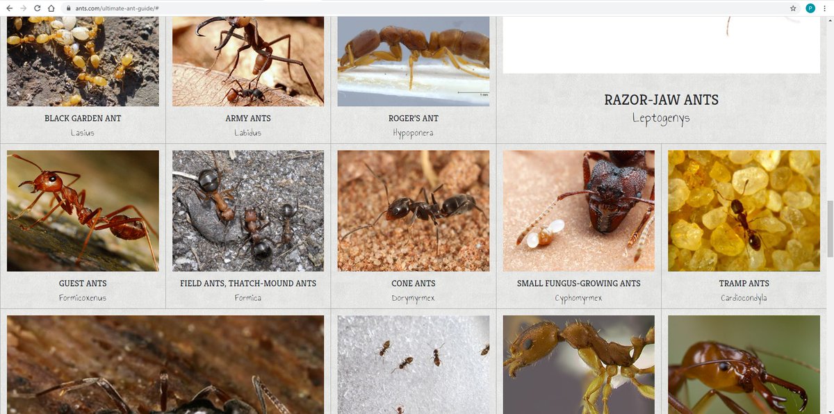 6. ...and there's even a website for identifying ant species that uses a weaver ant for the genus Formicoxenus: https://ants.com/ultimate-ant-guide/#