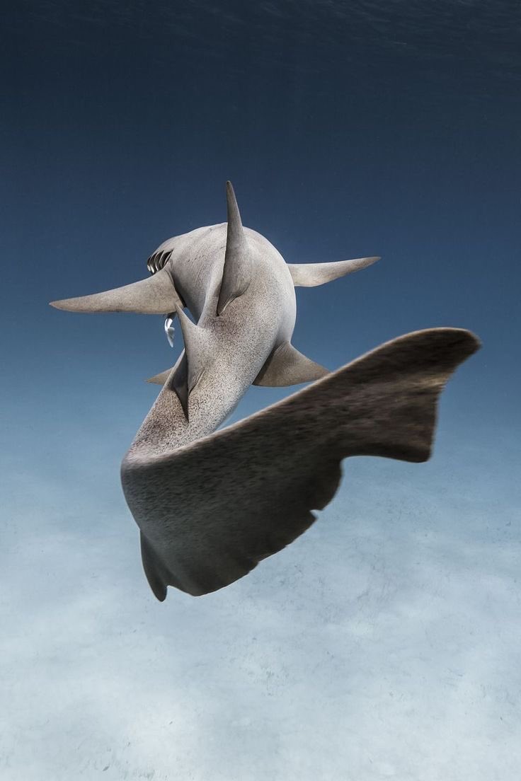 wikioceans's tweet photo. https://t.co/HE1xJkgDFE