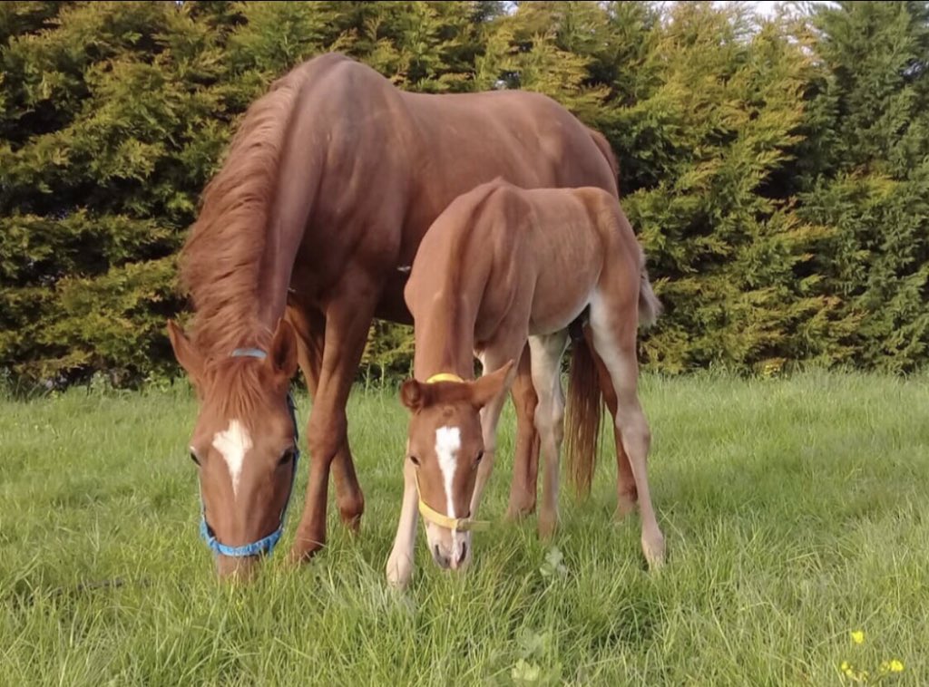 Ramazan Bayramınız Mübarek olsun.
Şans, sağlık, mutluluk, başarı herzaman sizinle olsun,
Atların koşabildiği,
Nice güzel Bayramları birlikte yaşamak dileğiyle.