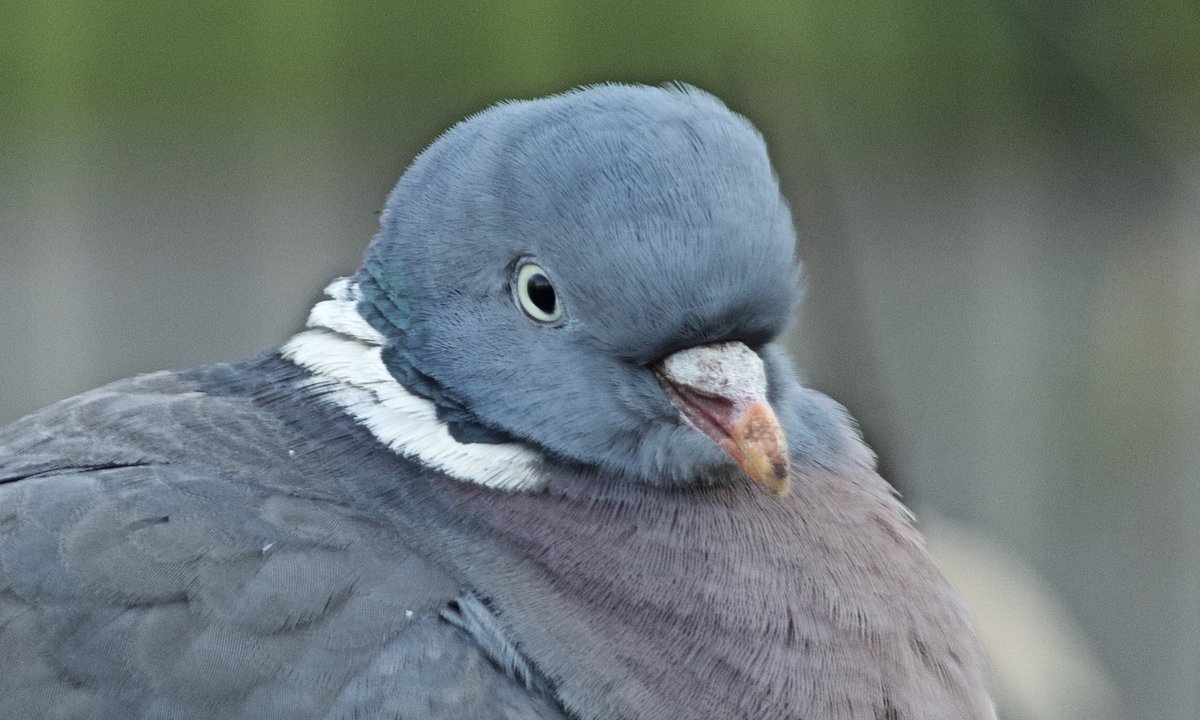 Wood pigeon, unimpressed by everything.