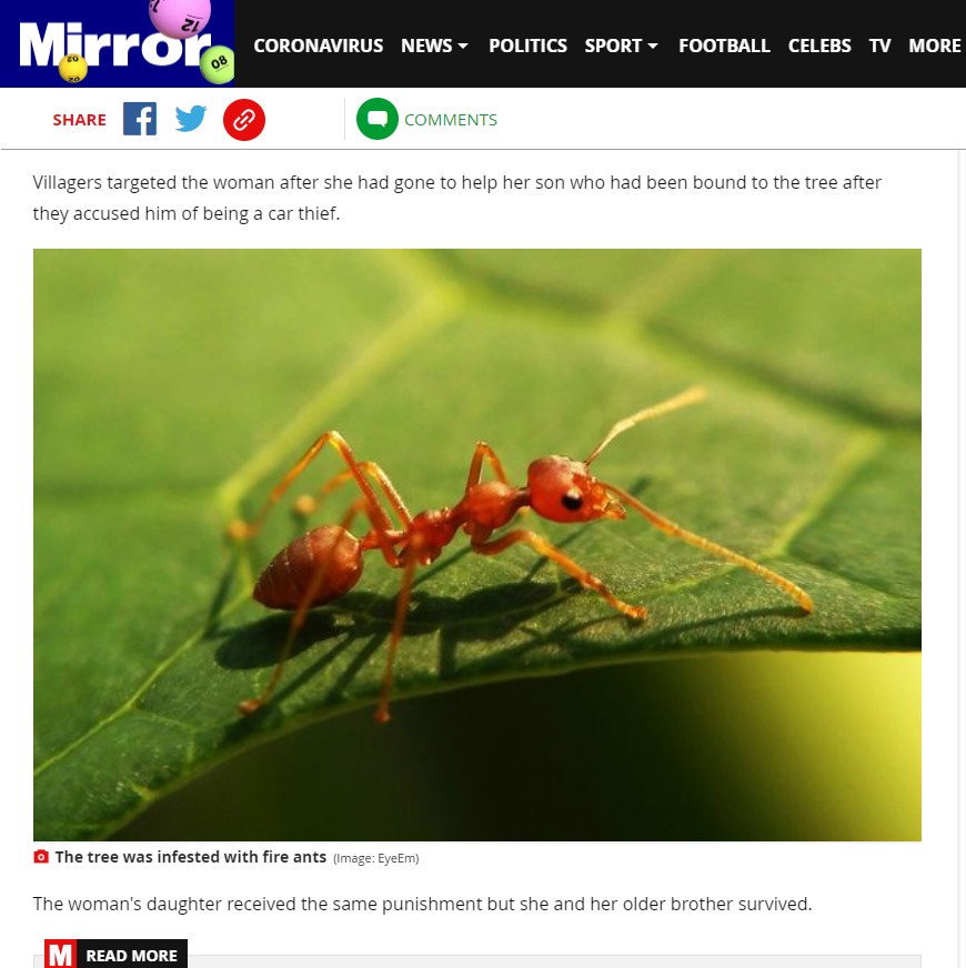 4. The  @DailyMirror (always good on its insects) blamed them for the death of a lady in Bolivia (again with that photo of the not-fire-ant): https://www.mirror.co.uk/news/world-news/woman-mistaken-car-thief-dies-9566405