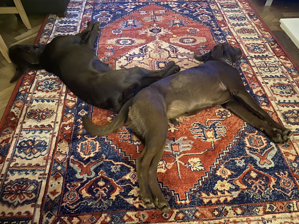 CocoAndBear3's tweet image. Here’s our impression of ‘ten to two’ #dogclock