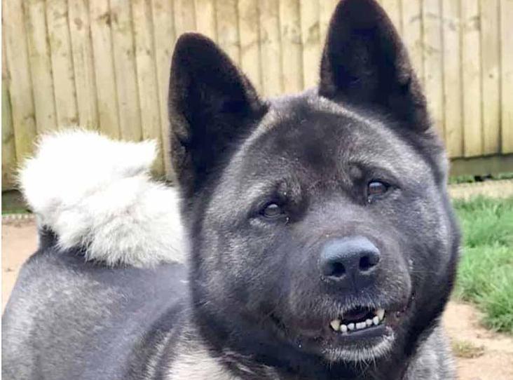Please retweet to help Ako find a home, currently rspca Bath🇬🇧

5 year old Akita could live with older children as only pet, would love a garden,loves treats and walks, gentle giant

rspca.org.uk/findapet/detai…

#Akita #Bath #rspca #sunday
