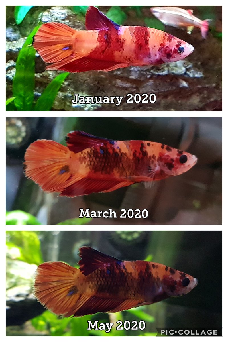 juliannemegaw's tweet photo. May 2020 #koibetta update - colour change still ongoing! #betta #marblebetta https://t.co/IDrg1RF6mL