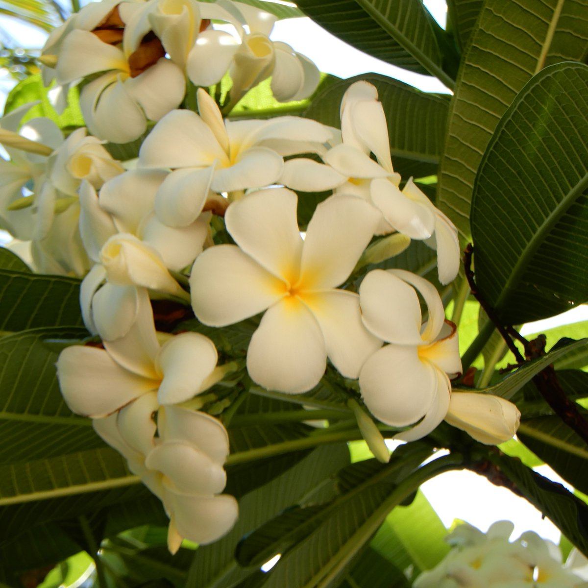 Susie Honolulu Hawaii Plumeria Singapore プルメリアの原産地はメキシコ 中央アメリカ カリブ海 ハワイ には１８６０年にドイツ人医師ウィリアム ヒレブランドが持ち込んだそうです ワイキキでよく見かける品種シンガポールは白い花の中心部が