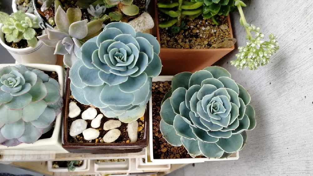 多肉部 部活ﾃﾞｽﾖ 七福神 ラクマで S Sｹﾞｯﾂ の２体 左 寝室窓辺越冬 すっかり徒長 右 ベランダなんちゃって温室越冬 陽光力 恐るべし 七福神 多肉植物 多肉 ベランダ