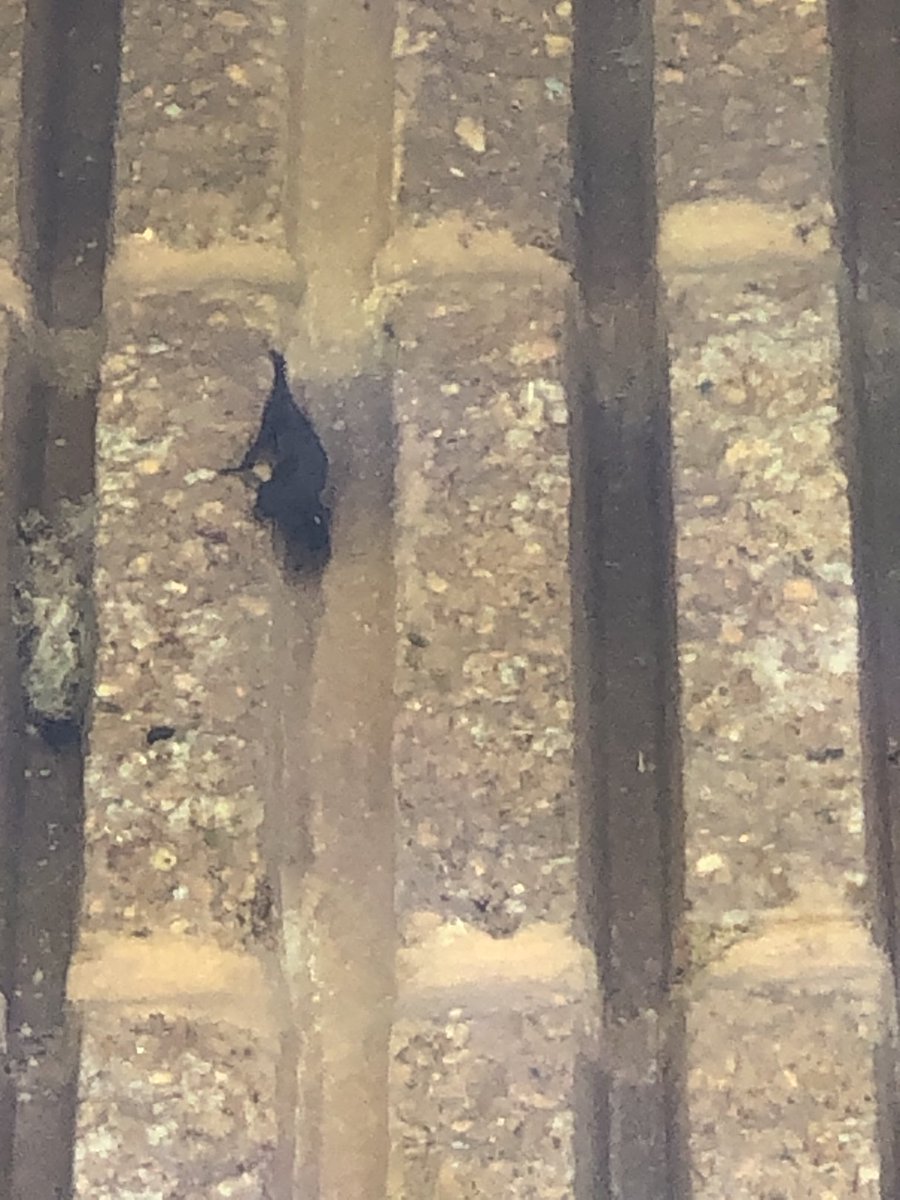 fish_rooster's tweet photo. Bats everywhere live &amp; dead 🦠 https://t.co/MjU5fouM3s
