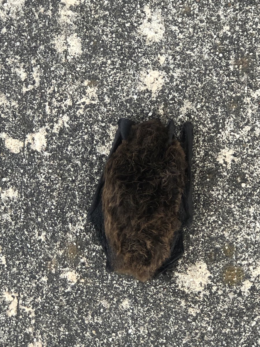 fish_rooster's tweet photo. Bats everywhere live &amp; dead 🦠 https://t.co/MjU5fouM3s
