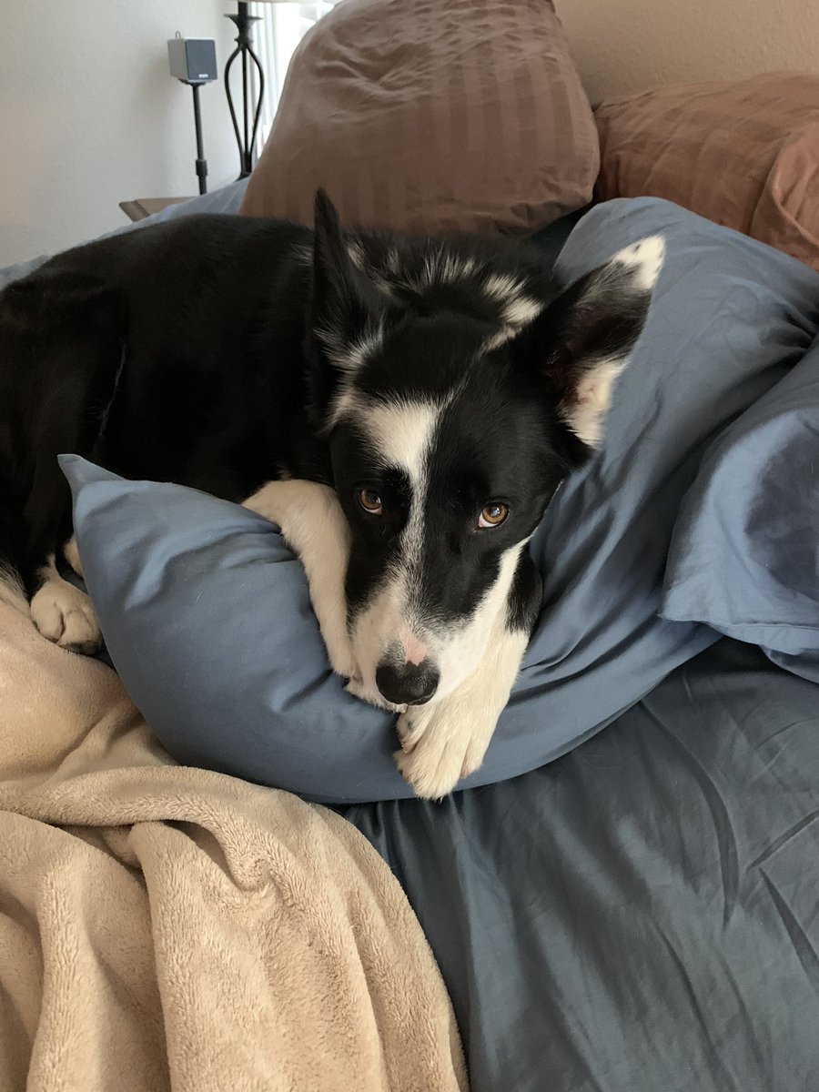 RosietheBC's tweet photo. This is kinda my personal spot. Dad says I'm the sweetest girl, but 💁‍♀️. I think I am, but if he says so! #bordercollie #dogsoftwitter https://t.co/Hm5YyKqxZq