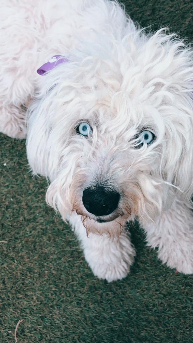ClaudiaMa00's tweet photo. Se perdió nuestra perrita Lía, si alguien la ve me manda dm por favor, está sorda y estamos preocupadas :( https://t.co/XZytrRsoKs