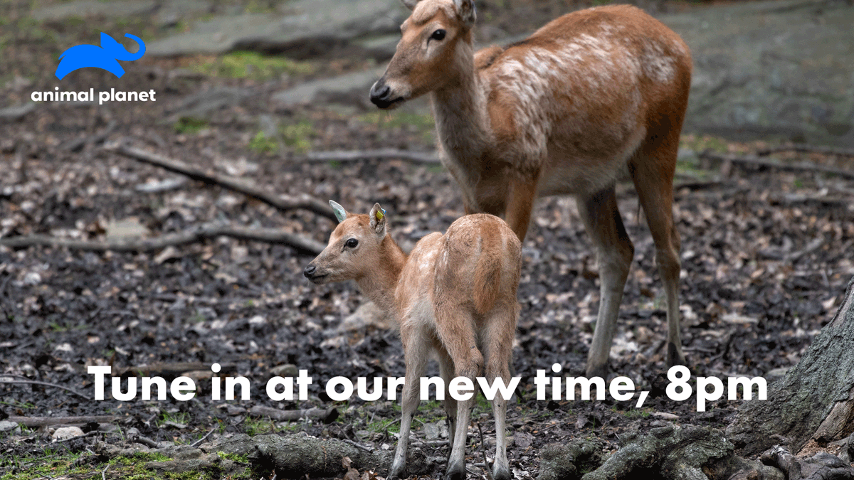 Get your popcorn (or snack of choice) ready and join us #insidethezoo at 8pm!