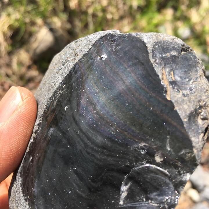 置戸産の玲瓏(黒曜石)で石器ナイフをつくる。グレーの地にうっすらと虹