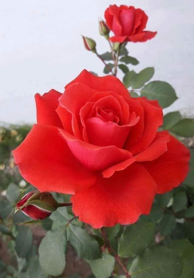 Herkese iyi geceler diliyorum tatlı uykular herkeze