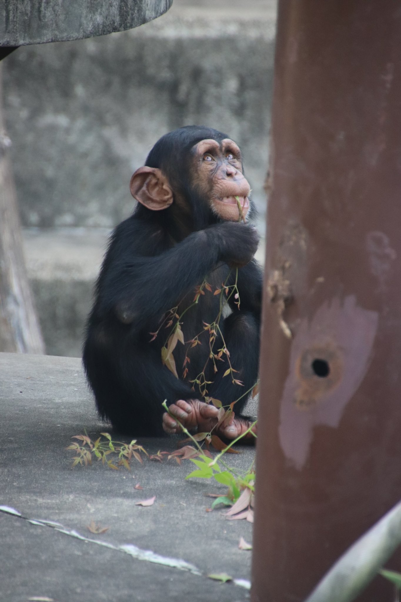 うにょたか 赤ちゃんチンパンジー可愛い 動物たちは元気そうで癒されます 京都市動物園 チンパンジー T Co Zkav8tkgir Twitter