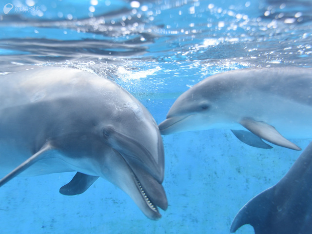 Popular Tweets Of 新江ノ島水族館 2 Whotwi Graphical Twitter Analysis