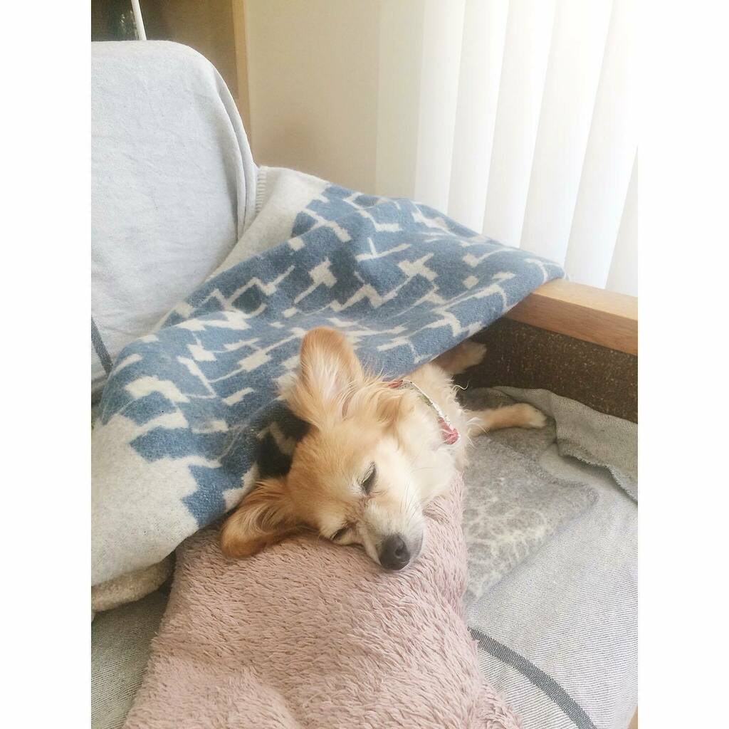 akicomimi's tweet photo. はかどる睡眠💤
_
#comimidiary #dog #doglover #mixbreed #mixdog #chihuahua #dachshund #dogstagram #instadog #sleepingdog #lapuankankurit #犬 #チワックス #ミックス犬 #犬のいる暮らし #ラプアンカンクリ https://t.co/SgXHB9xZSb https://t.co/kqycXHT7l3