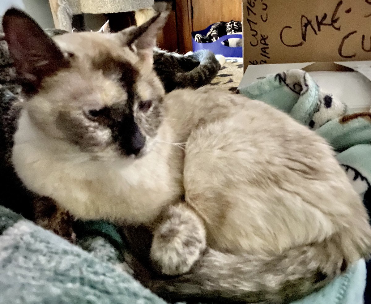 TwistedTailsRes's tweet photo. Want a cat that likes to be in the room with you &amp; will find anyway to be in that room with you? Meet Diva Daisy who broke through a temp barrier between living room/kitchen (under remodel) to be in there with me. 🤦‍♀️#siamesemix #determinedcat #CatsOfTwitter #crazycat #adoptacat https://t.co/RpyrkprR7G