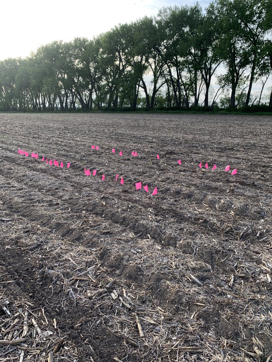 sandlakesales's tweet photo. Day 1 emergence on LG 44C27VT2 RIB looking pretty good.  Left set of flags is treated with Rosen’s Tripidity and right side is untreated.  Tripidity is impressing early on.  Will be something to keep an eye on throughout the year!  @LGSeeds https://t.co/C4IKu8r8OB
