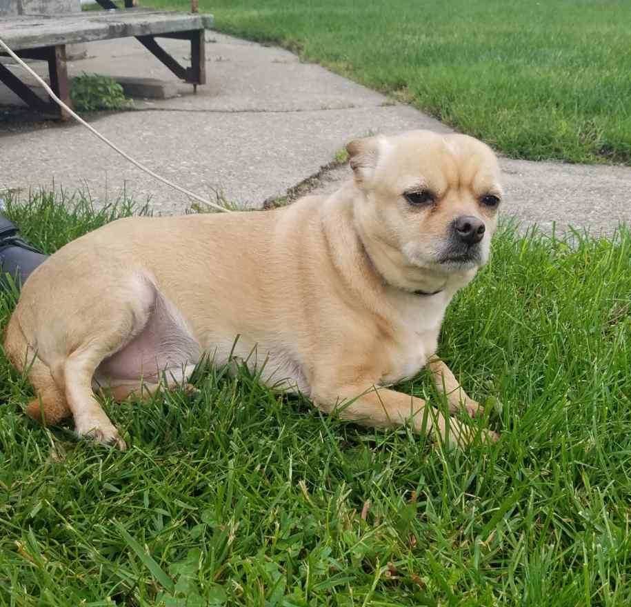PrincessCali16's tweet photo. My human sister just got a rescue doggie and he is my new friend Jack https://t.co/9j2uplEisu