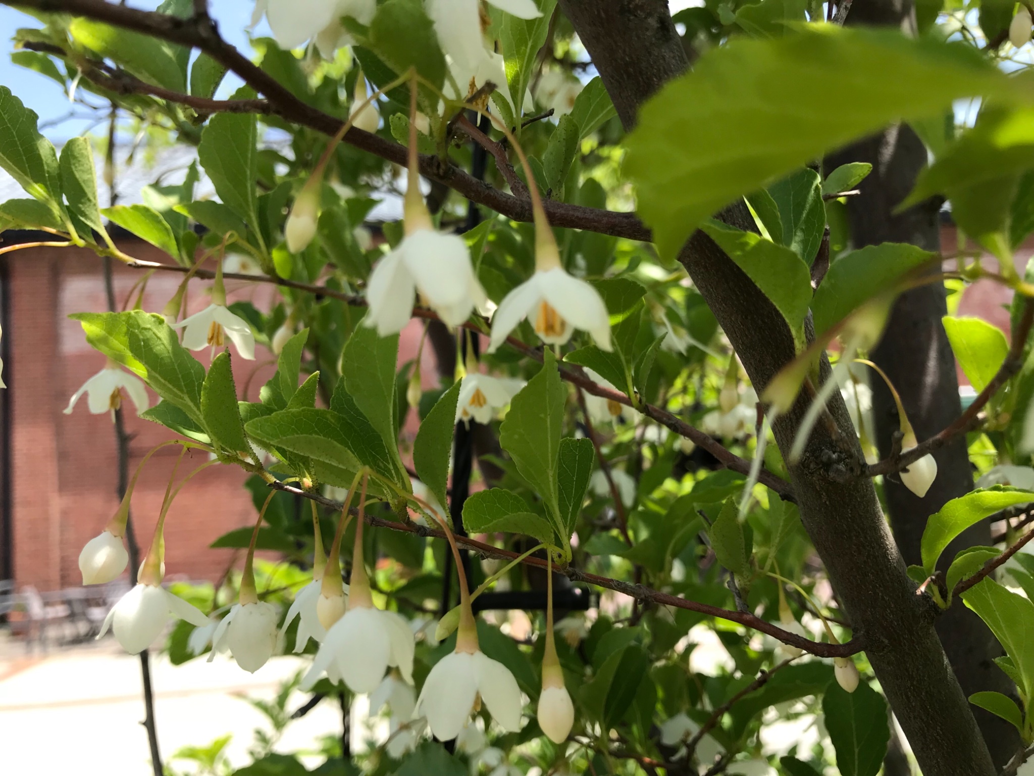 敦賀赤レンガ 敦賀赤レンガ倉庫のガーデンに エゴノキの花が咲きました 風に揺れると甘い香りがします 敦賀赤レンガ倉庫 ガーデン エゴノキ チャノキ 花言葉は壮大 開花期は5月から6月 敦賀 T Co Nverjpynmj Twitter
