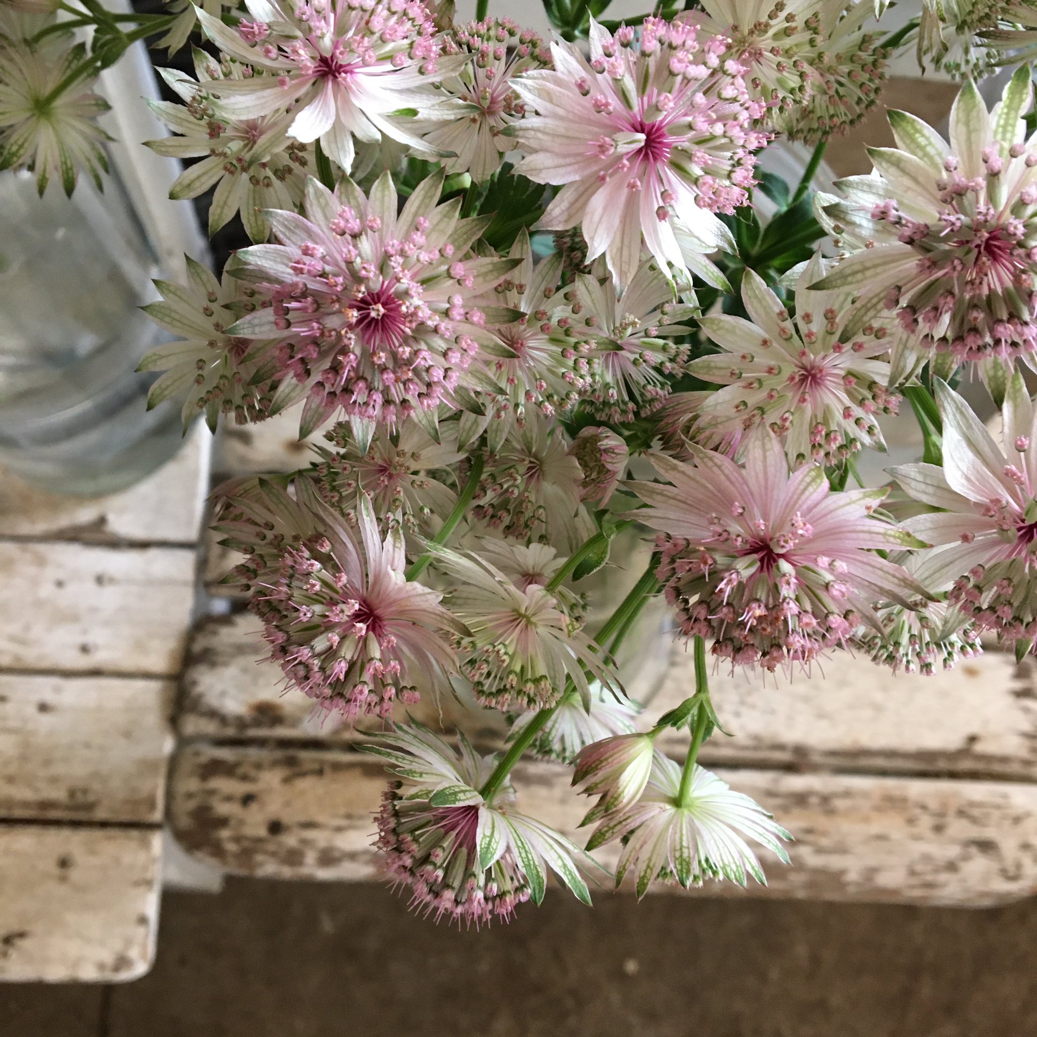 D Ici Peu 毎日ひと花 アストランチアマヨール D Ici Peu 毎日ひと花 アストランチアマヨール